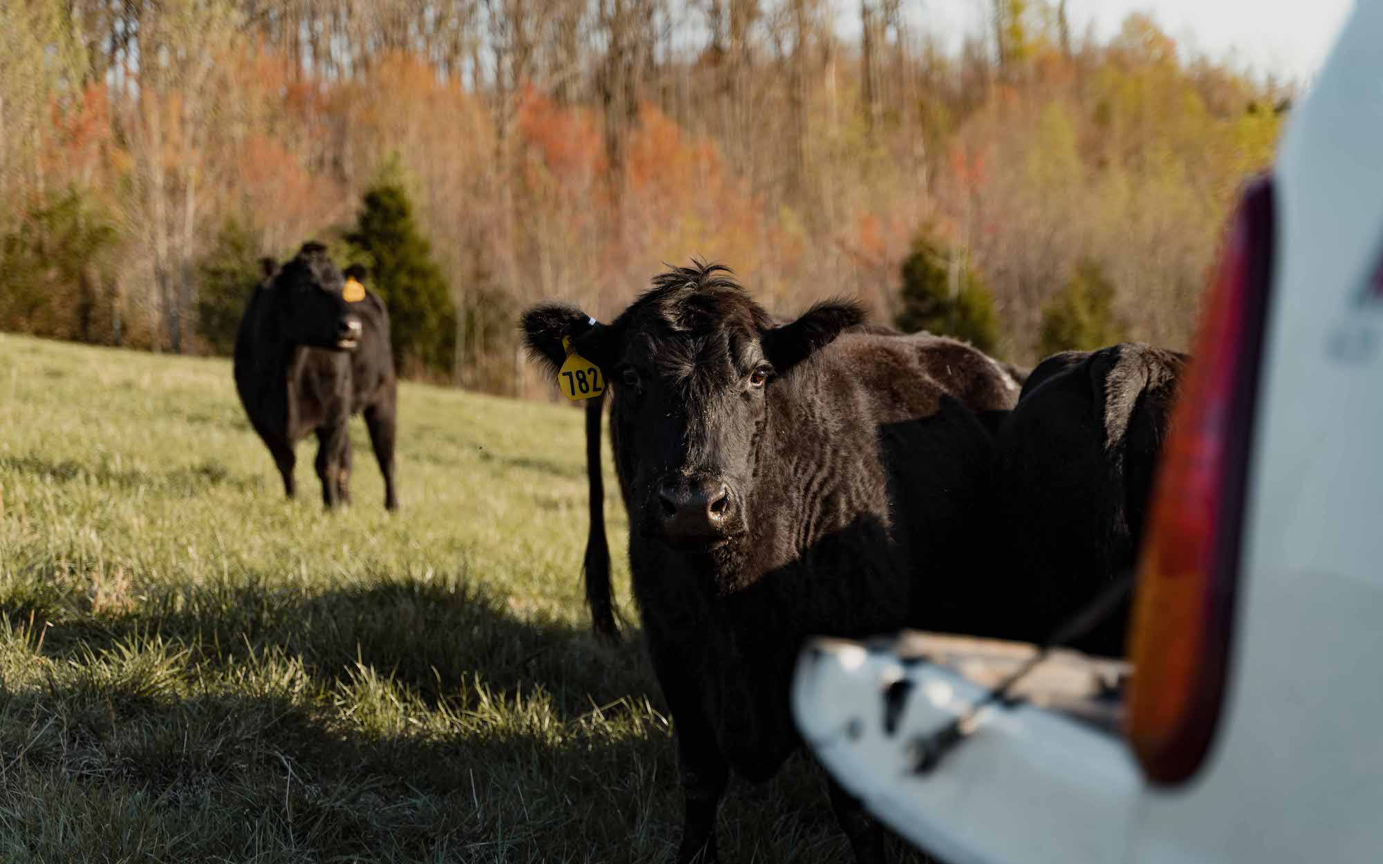 Premium Grass Fed Beef