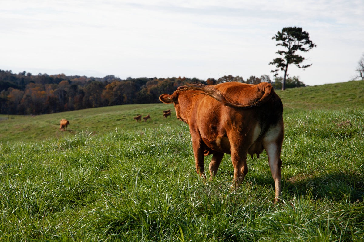 Akaushi Wagyu Ground Beef Bundle