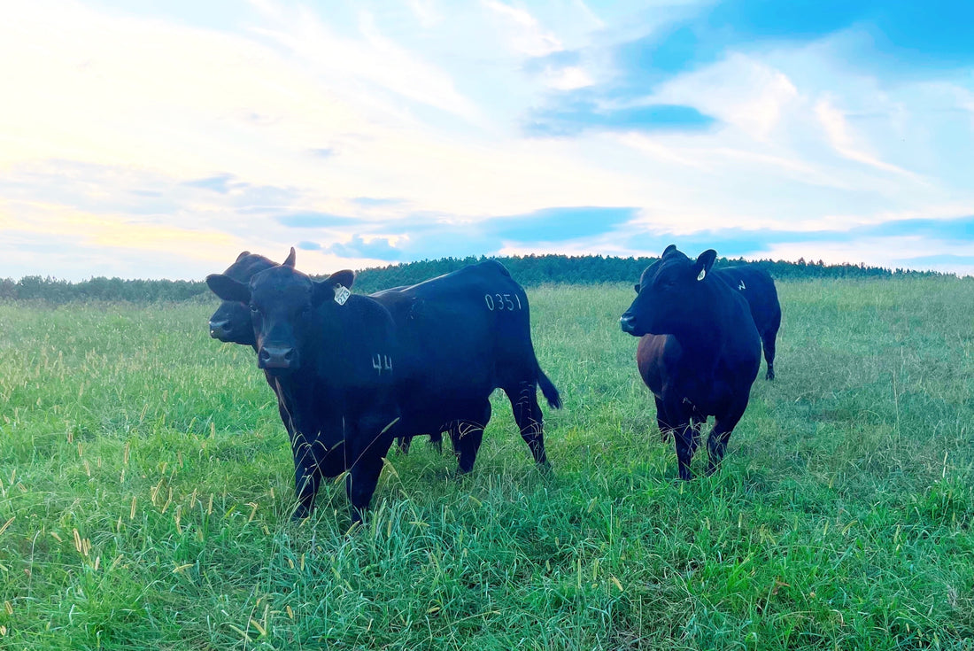 There's Pow'r In The Blood