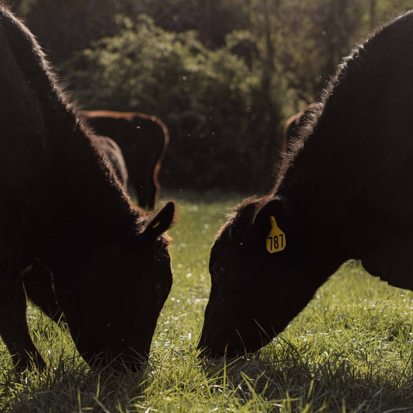 Buying a Grass Fed Cow: Benefits, Cost Savings, and More