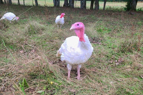 Pasture Raised Turkey