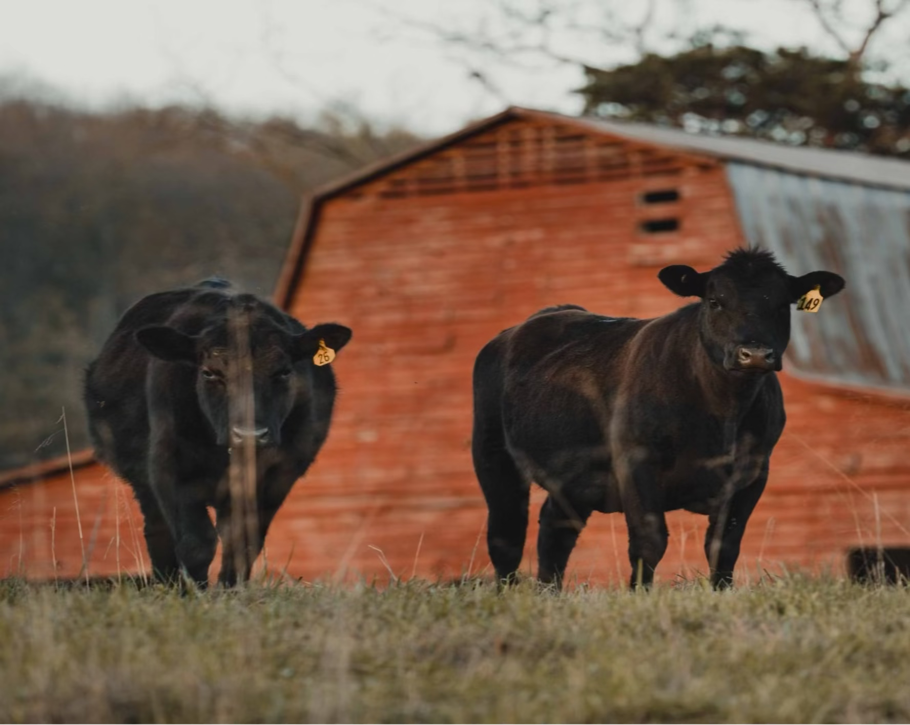 1888 All-Natural 1/2 Cow Bundle
