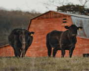 1888 All-Natural 1/2 Cow Bundle