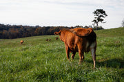 Akaushi Wagyu 1/4 Bundle