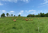 Akaushi Wagyu Cattle